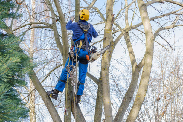 Best Firewood Processing and Delivery  in Seven Corners, VA