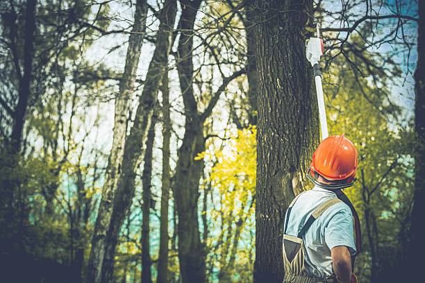 Best Arborist Consultation Services  in Seven Corners, VA